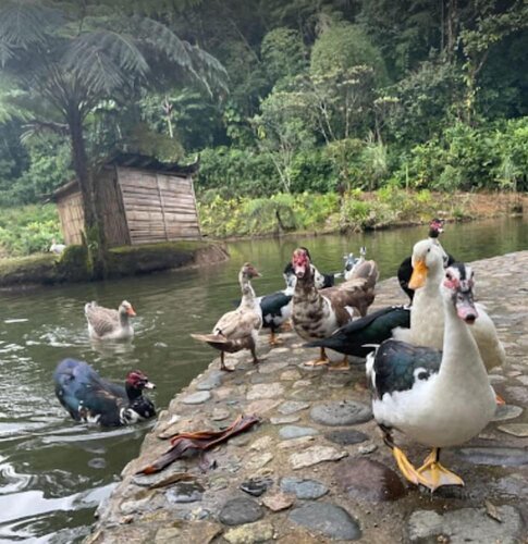 Гостиница Finca de la Vaca - Glamping в Провинции Морона-Сантьяго