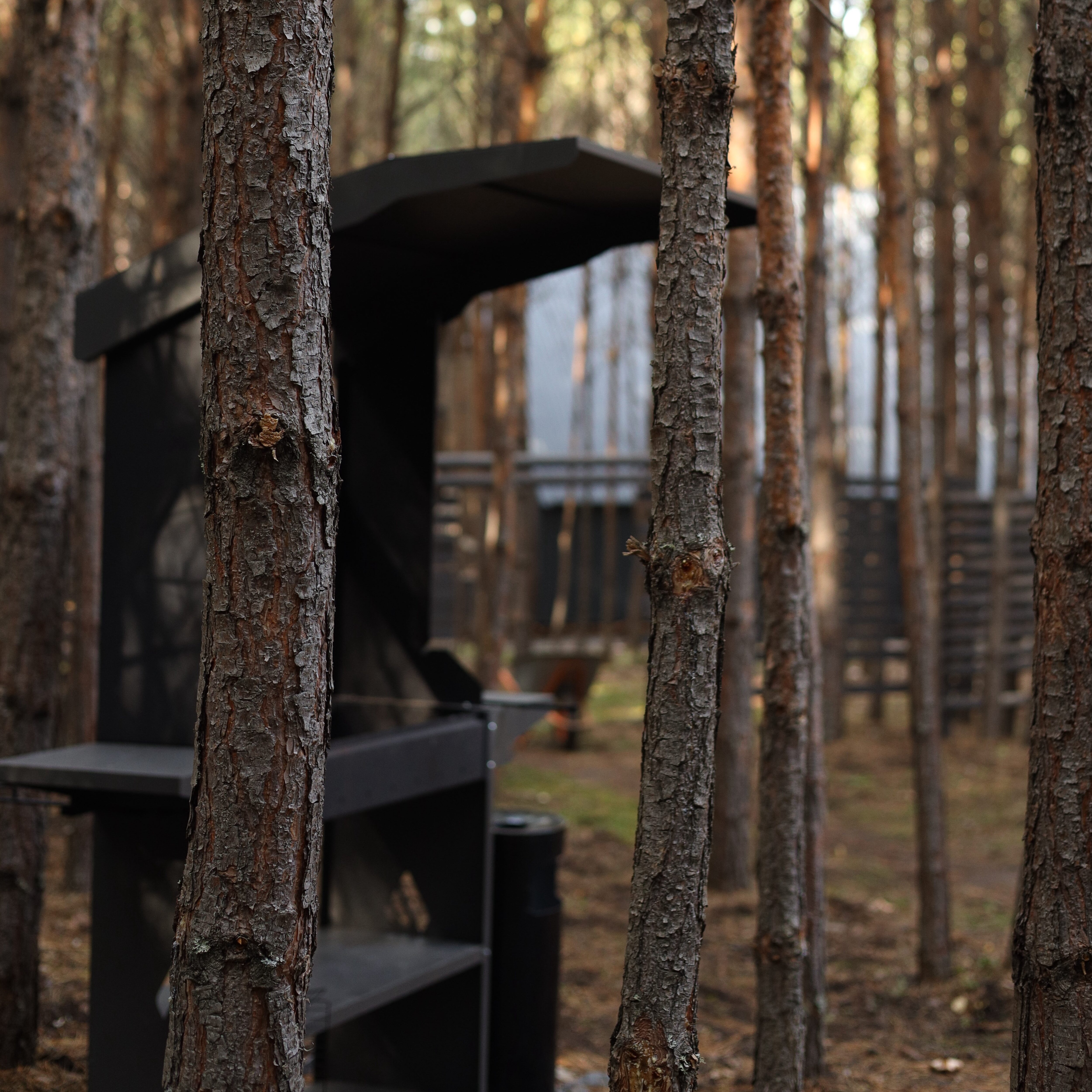 Фото Место под соснами