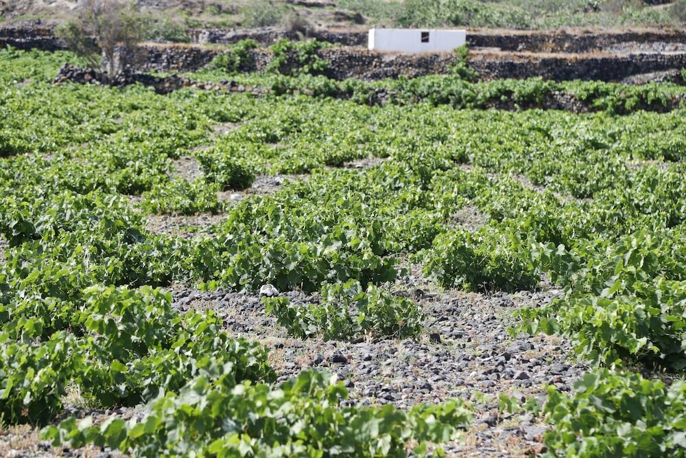 Фото Vino Houses