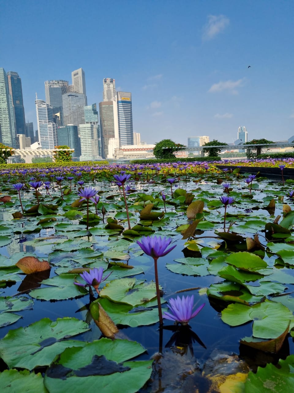 Фото Marina Bay Sands
