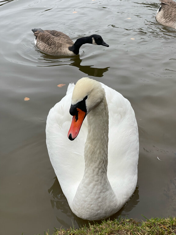 Фото Парк-отель Красновидово