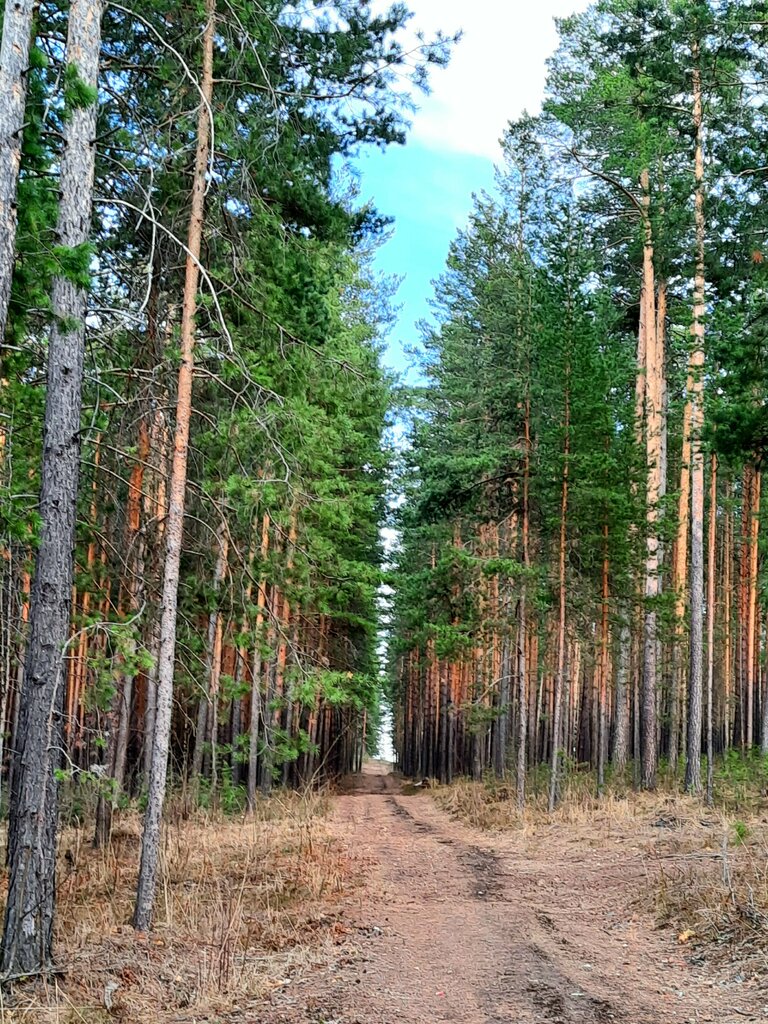 Mountain peak Гора Мохнательная, Sysert, photo