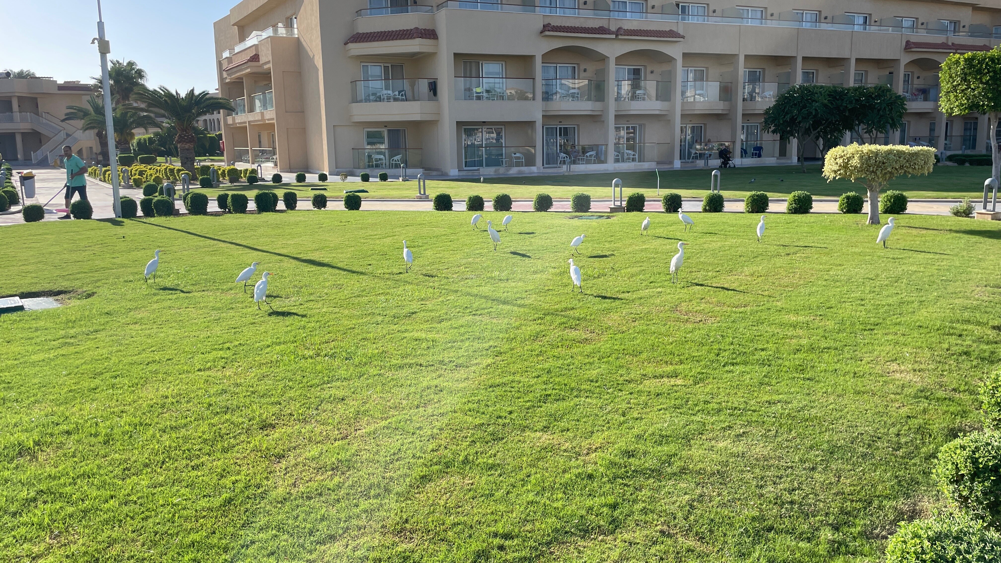 Фото Pickalbatros Royal Moderna Resort