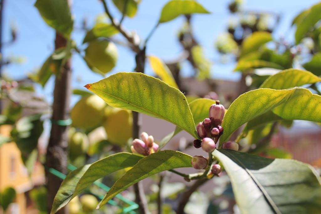 Фото Hotel Santa Caterina