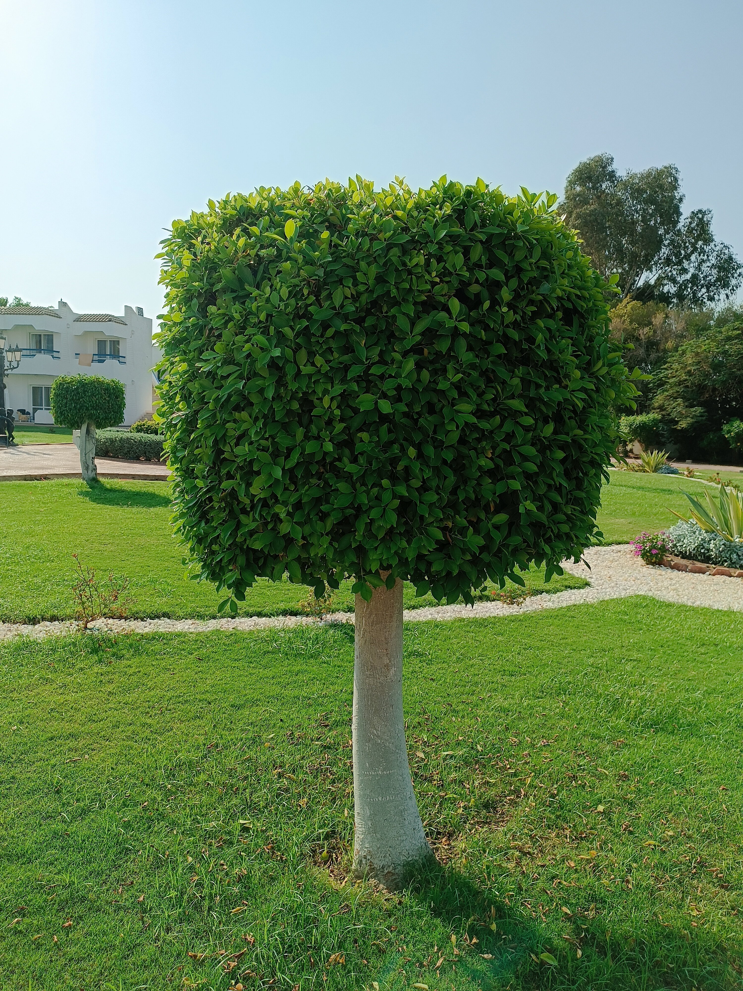 Фото Dreams Vacation Resort - Sharm El Sheikh