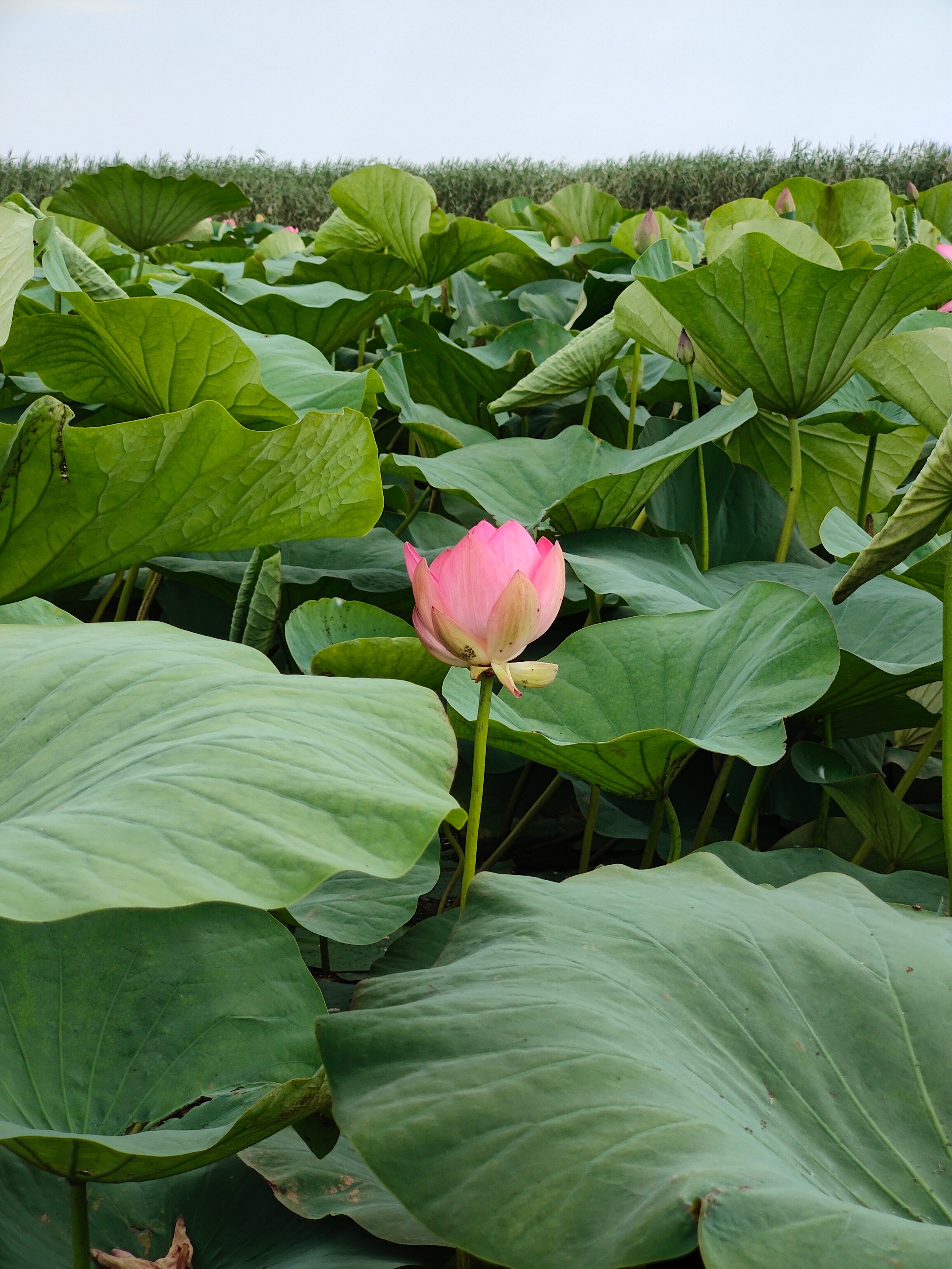 Фото Митричево
