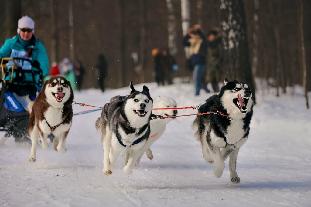 جمعية رياضية Sleddog sports Federation of Voronezh region ، فورونيج، صورة