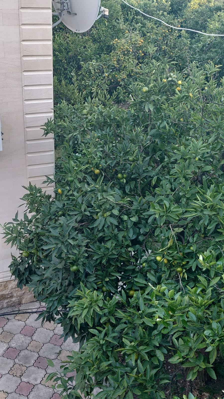 Фото 237534356219