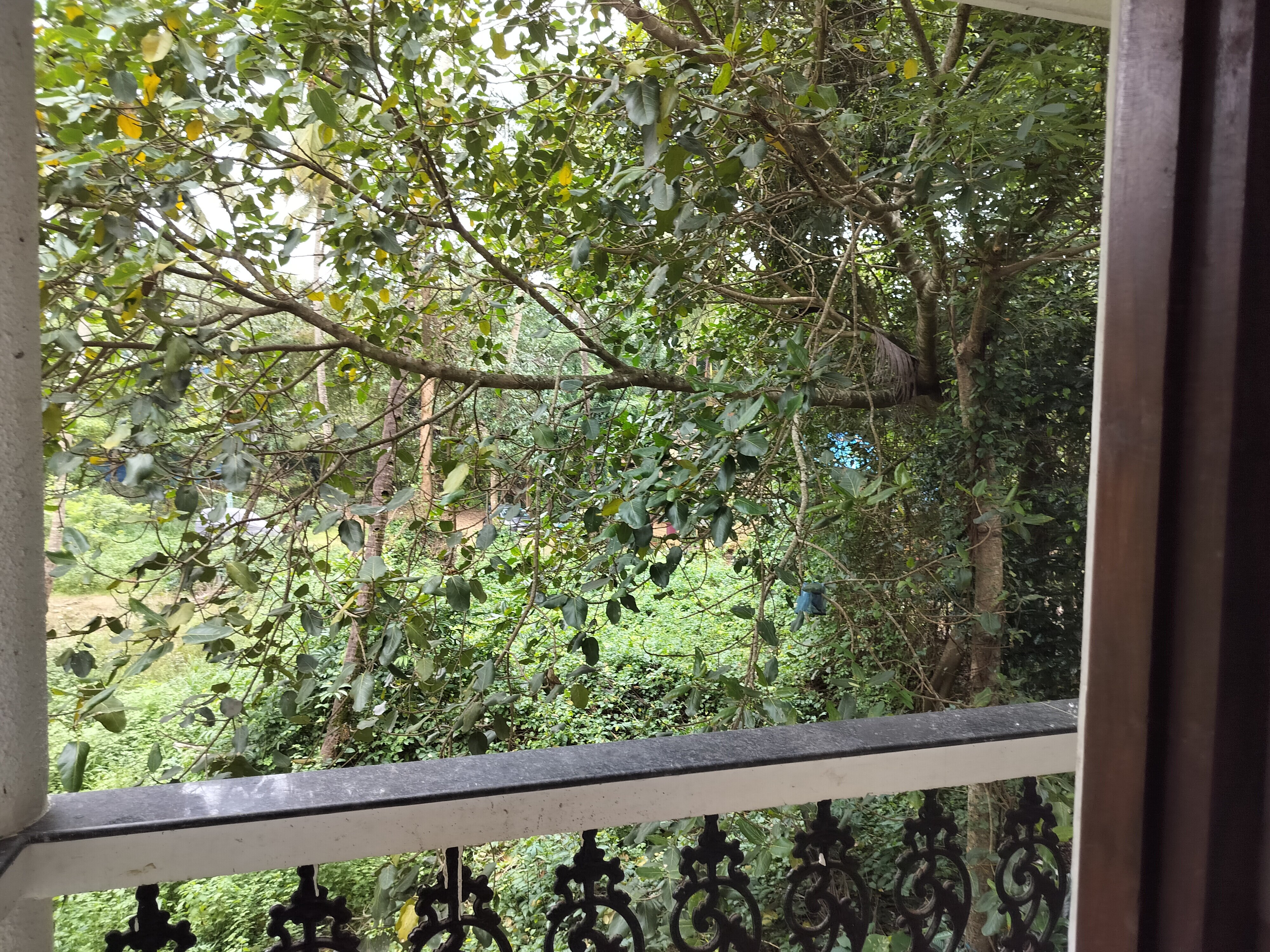 Фото Гостевой дом The Sequeira Goa