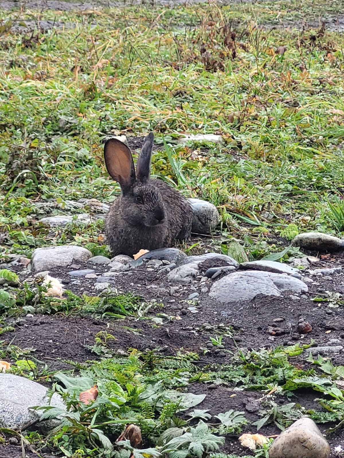 Фото Клубника & Мята