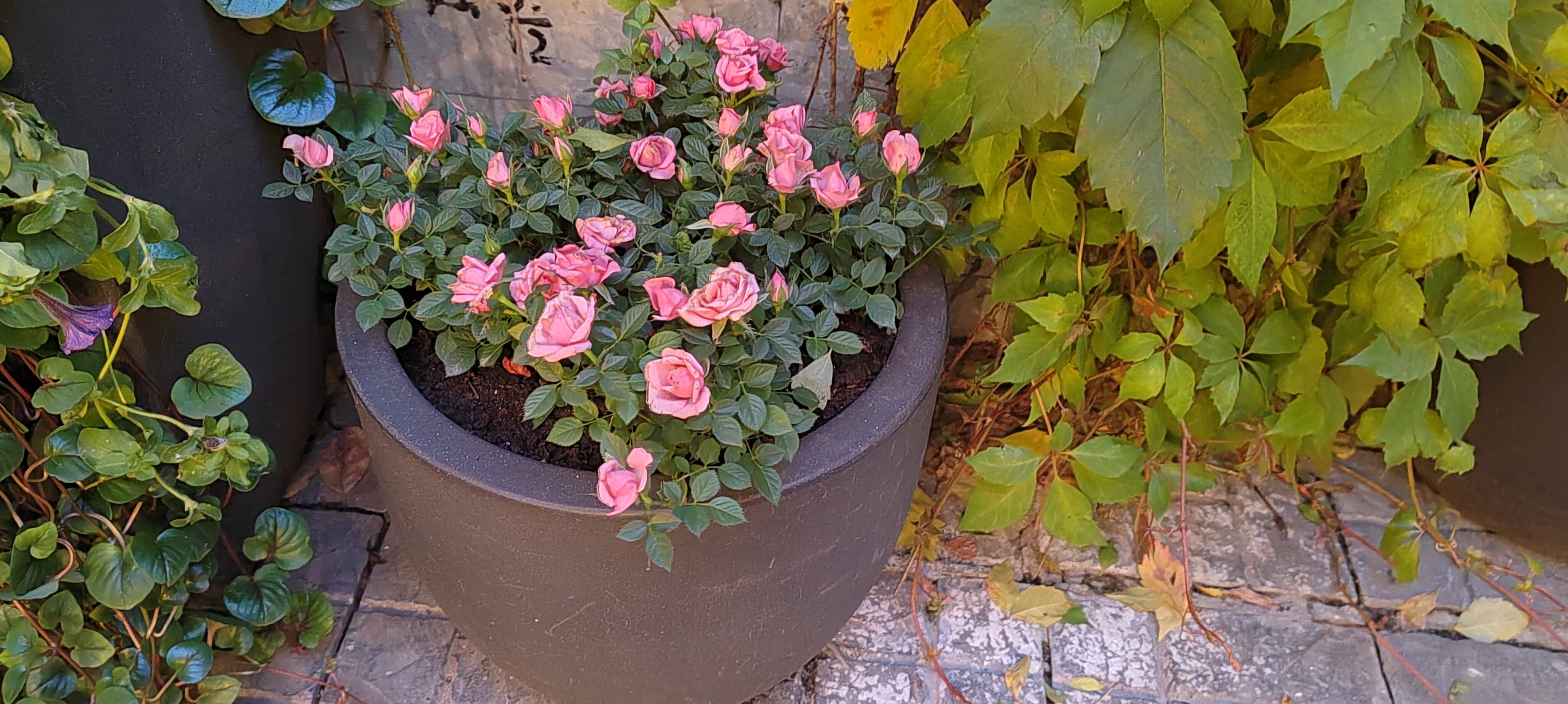 Фото Гельвеция