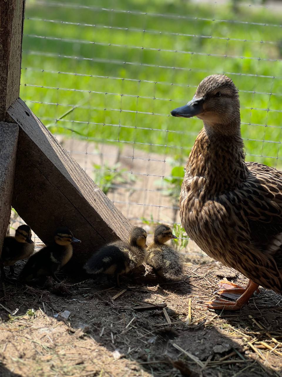 Фото Маруся