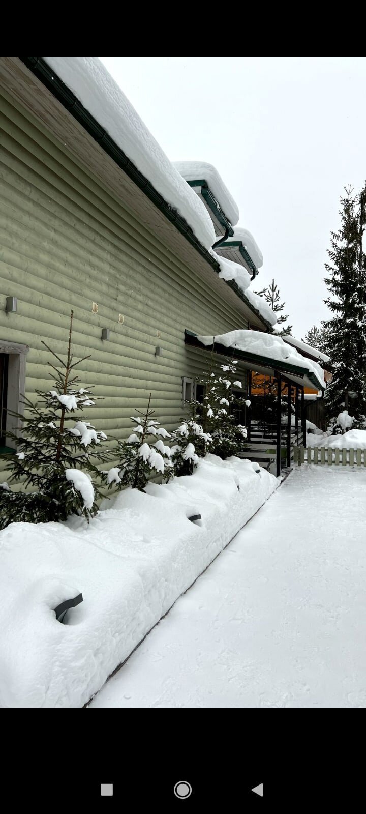 Фото Хвойный