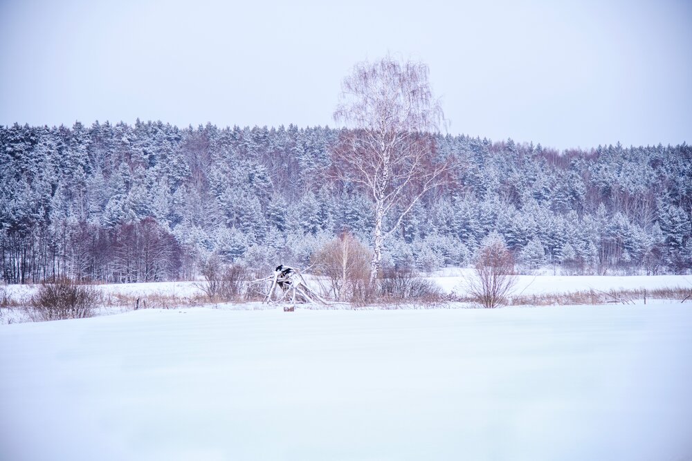 Фото Кольчуга