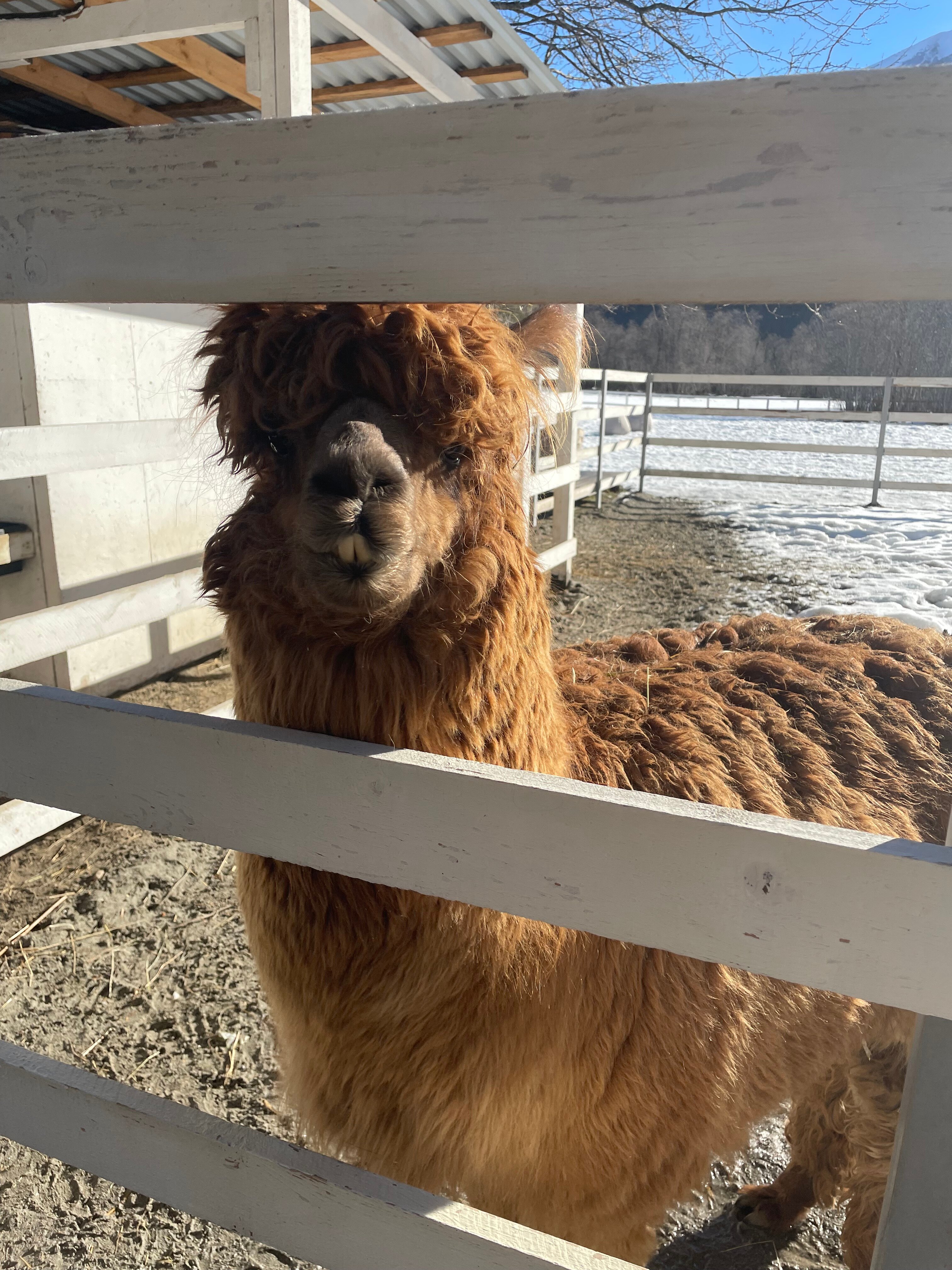 Фото Forest House Resort