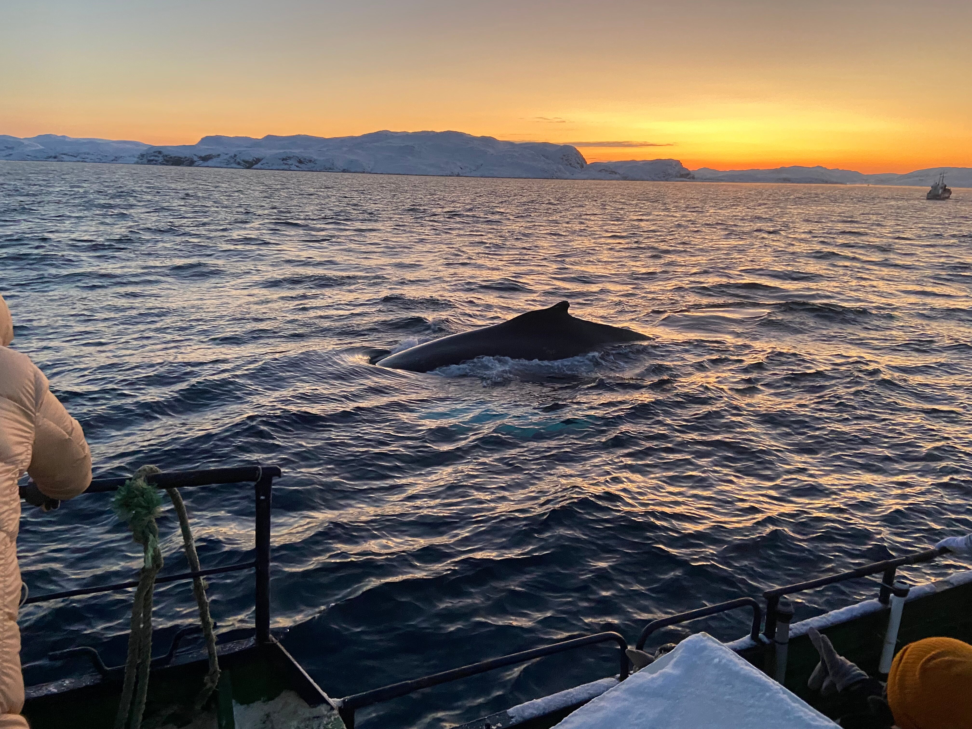 Фото Финвал