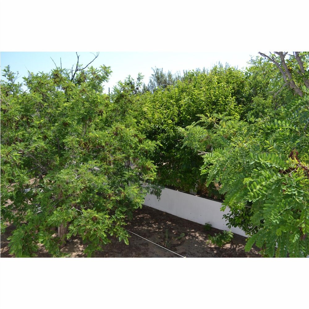 Фото Kochylas Studios