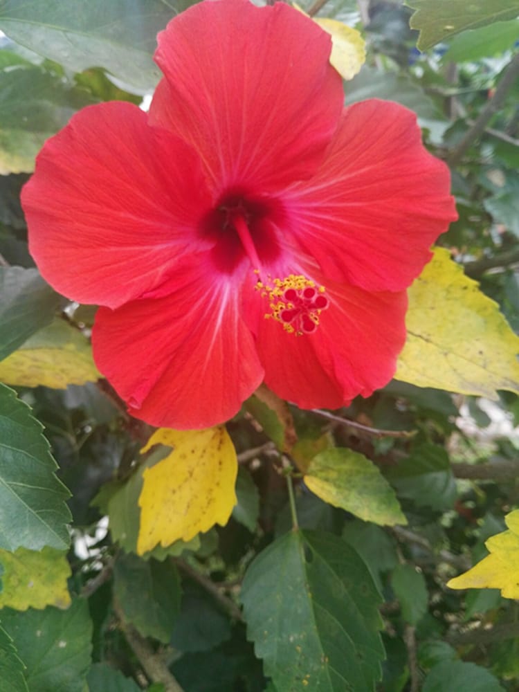 Фото Dreams Homestay