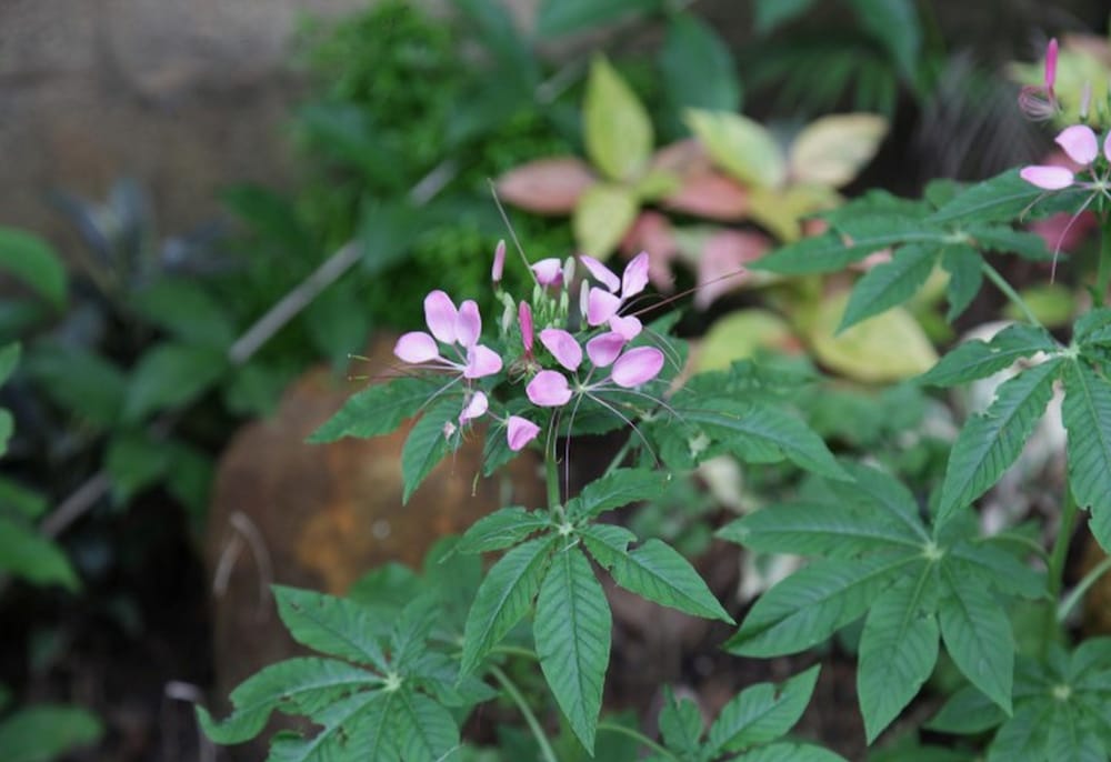 Фото Aa Circuit bungalow