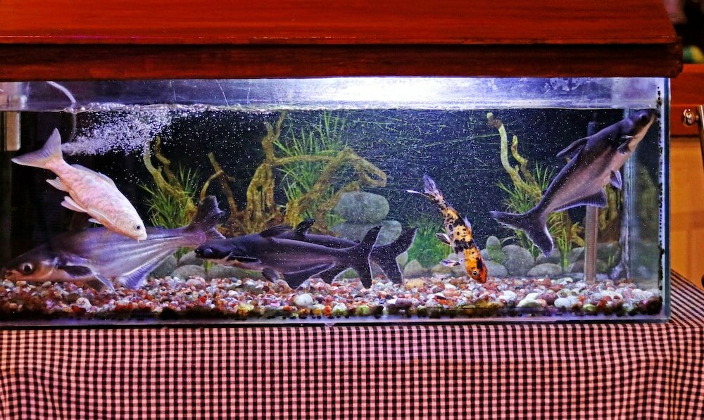 Фото Treebo Trend Msr International