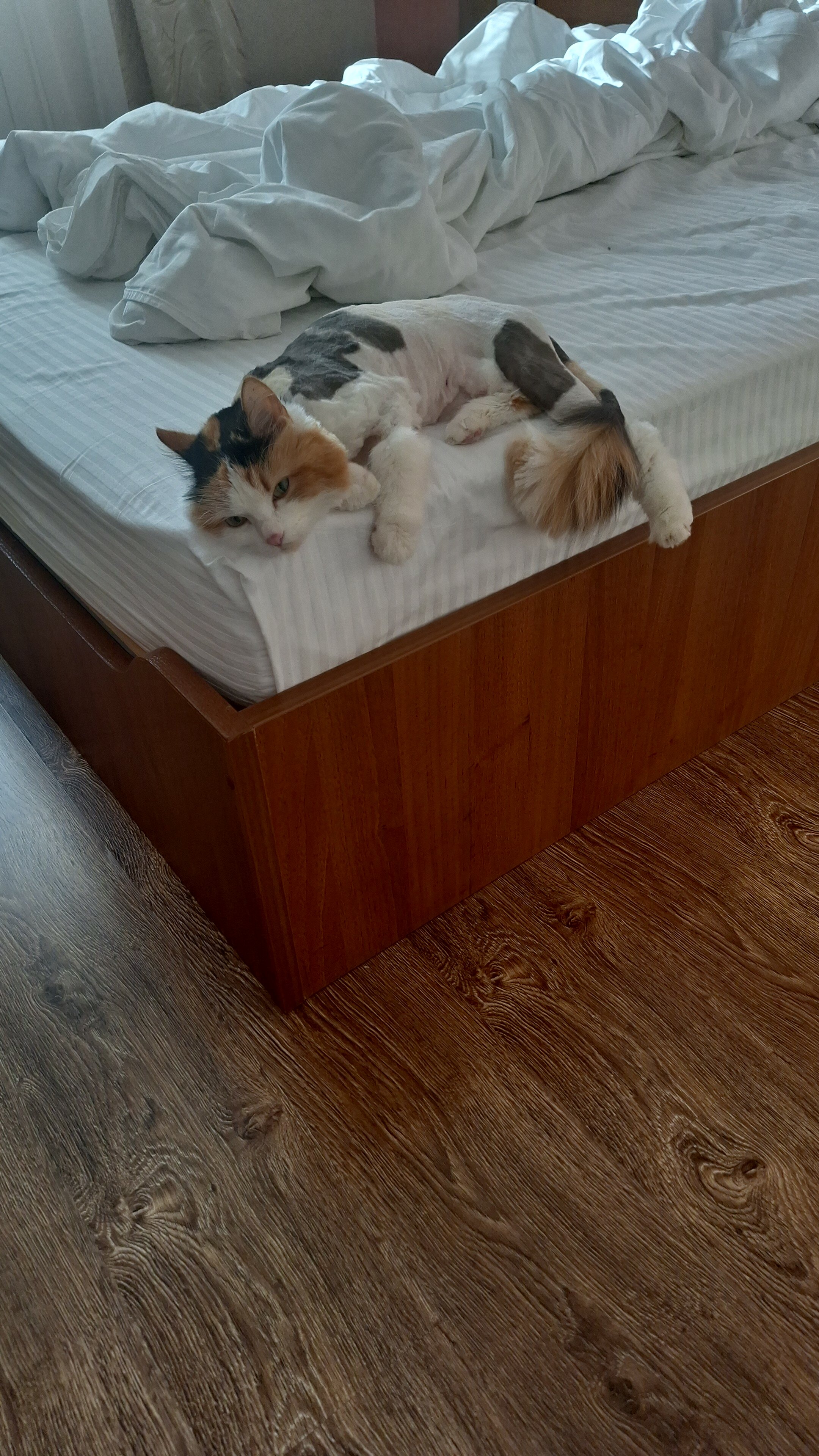 Фото Авиастарс