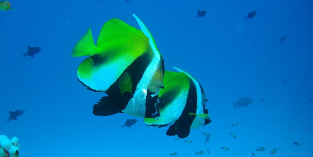 Фото Hotel Ocean Grand at Hulhumale