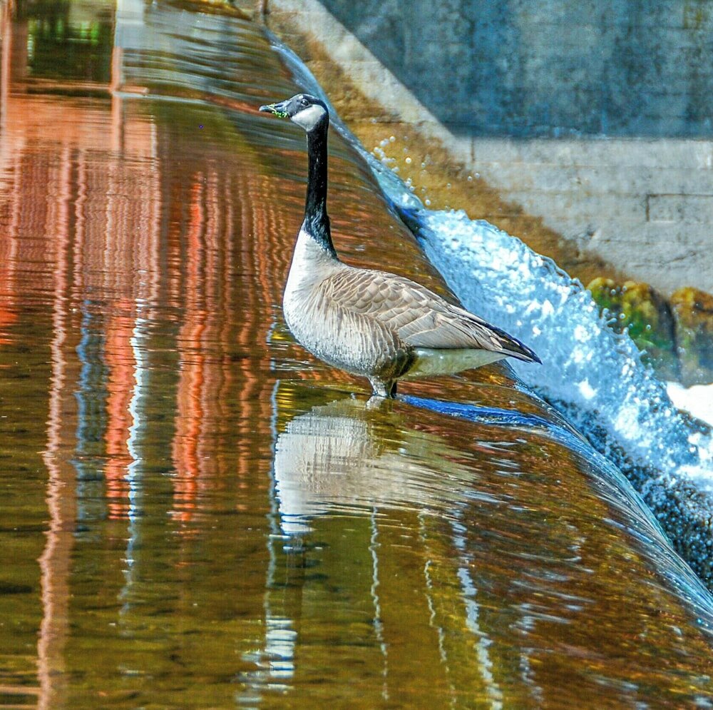 Фото Damascus Old Mill Inn