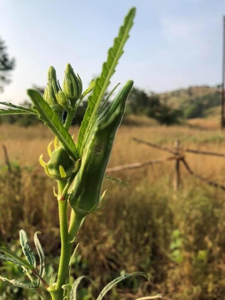 Фото Ananta Ecostays