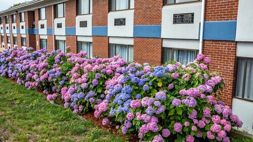 Гостиница Hyannis Plaza Hotel