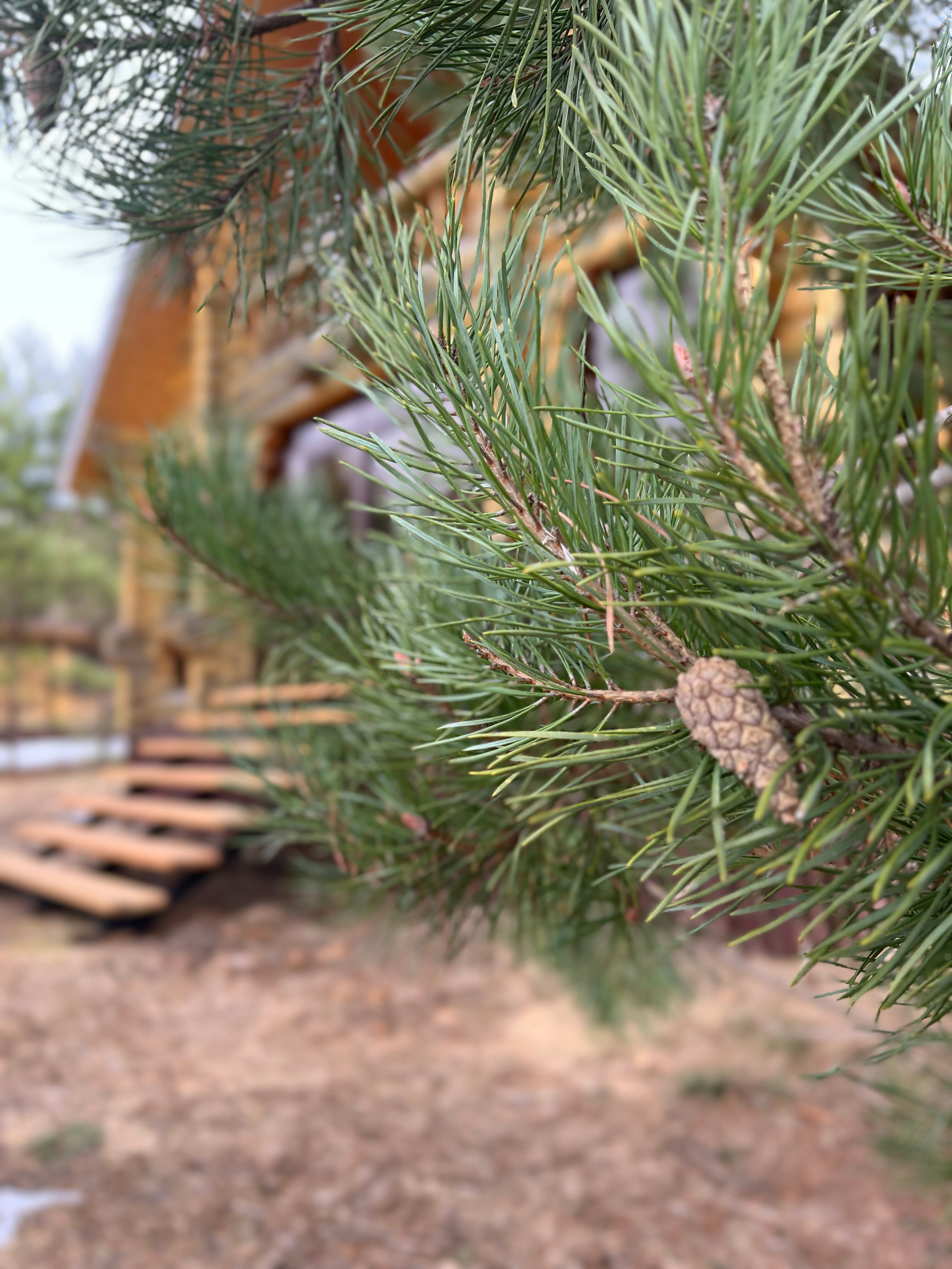 Фото Белая Морошка