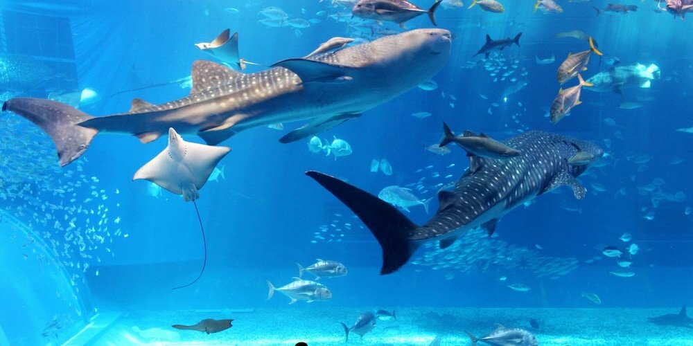 Фото Sunrise Hotel