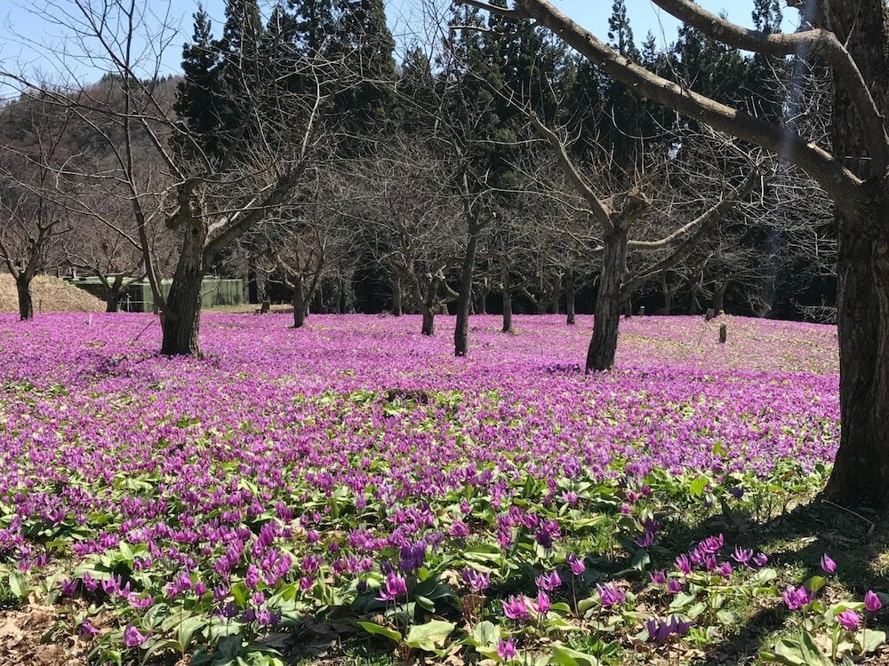 Фото Guesthouse Fuga