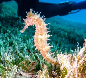 Гостиница Bait Alaqaba dive center resort