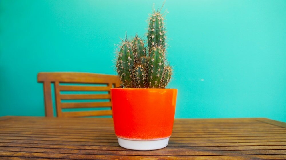 Фото Pauline's Apartments Aruba