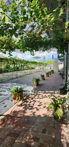 Гостиница Grapevine Garden в Штате Сабах