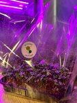 Microgreens (Belorusskaya ulitsa, 128), phytoproducts, dietary supplements