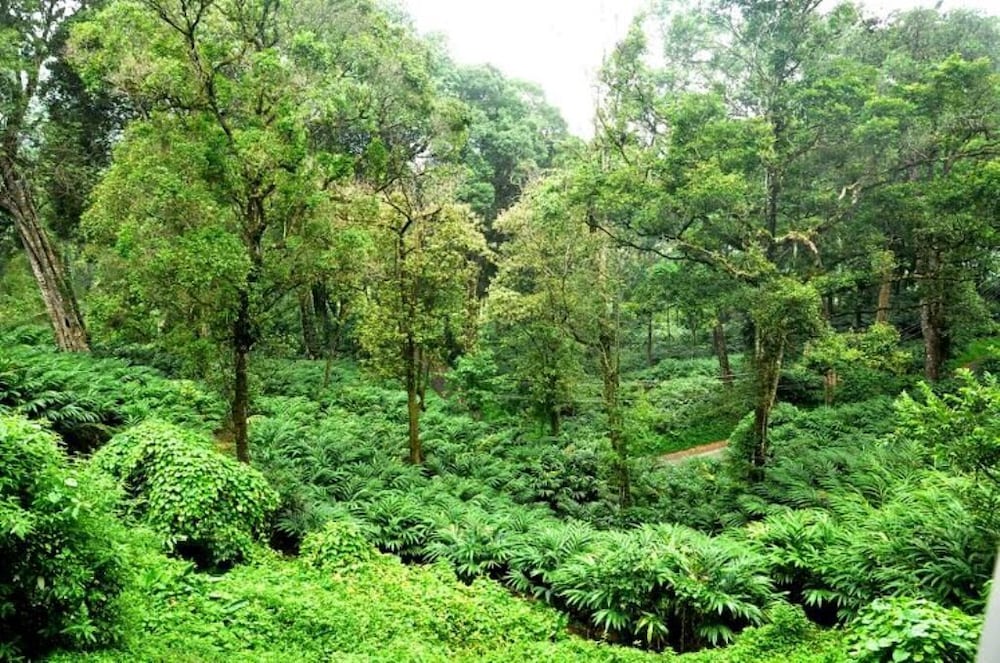 Фото The Tall Trees Munnar
