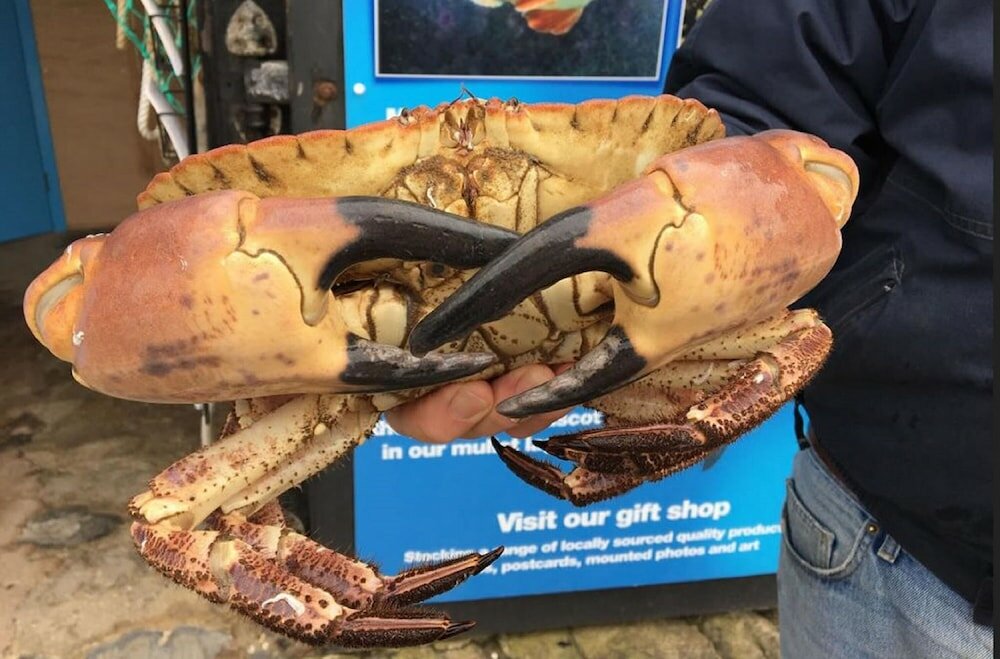 Фото Netherleigh Bed & Breakfast