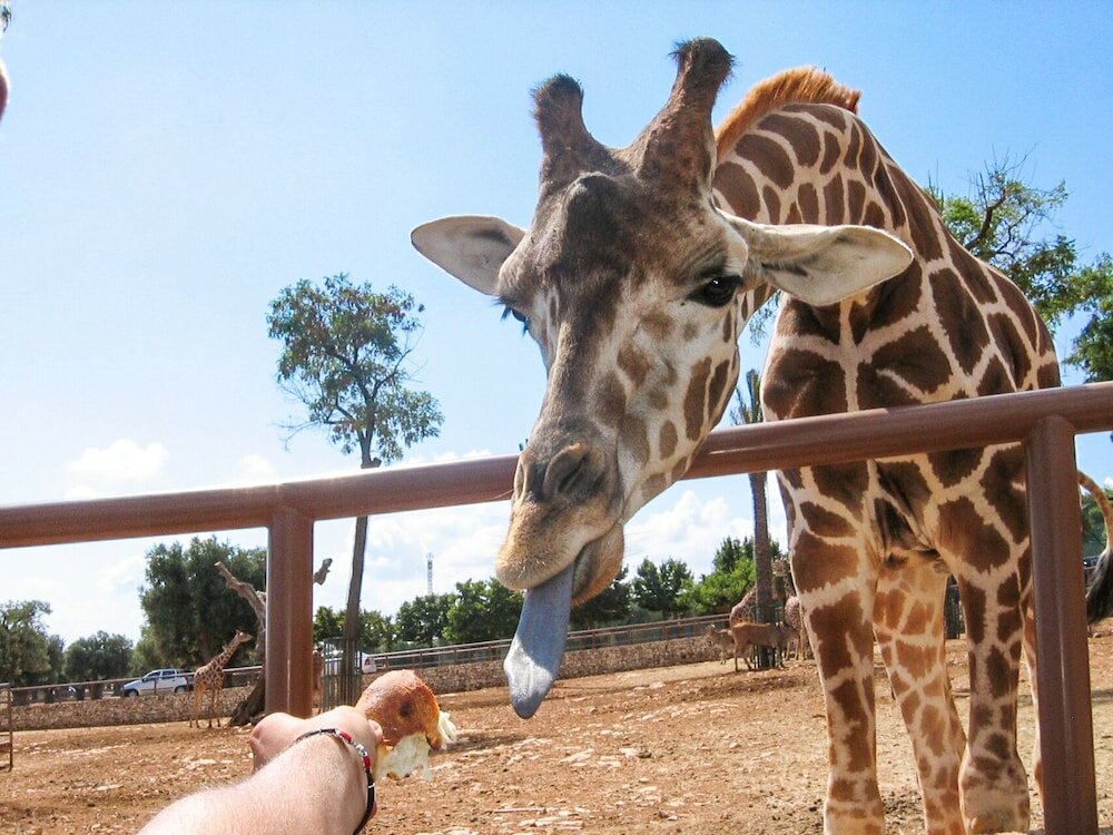 Фото Antico Mondo Rooms & Suites