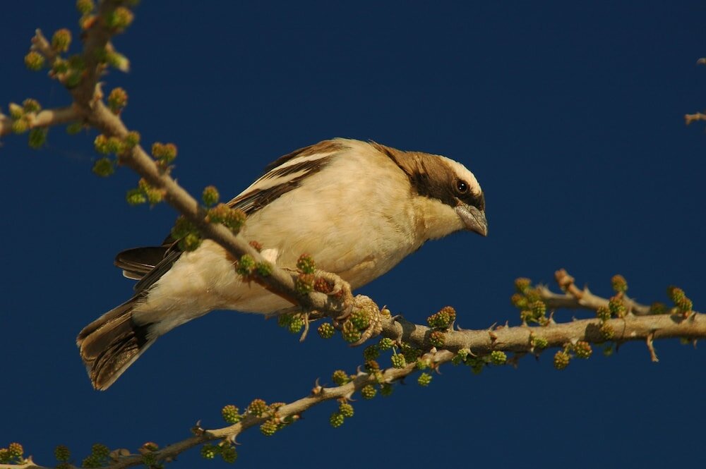Фото Arebbusch Travel Lodge