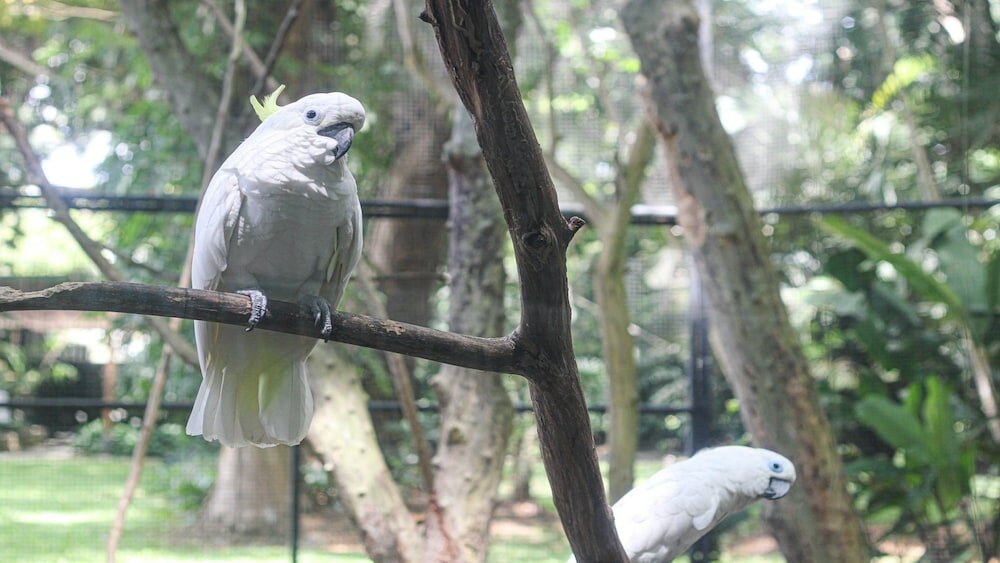 Фото Crowne Plaza Residences Port Moresby, an Ihg Hotel