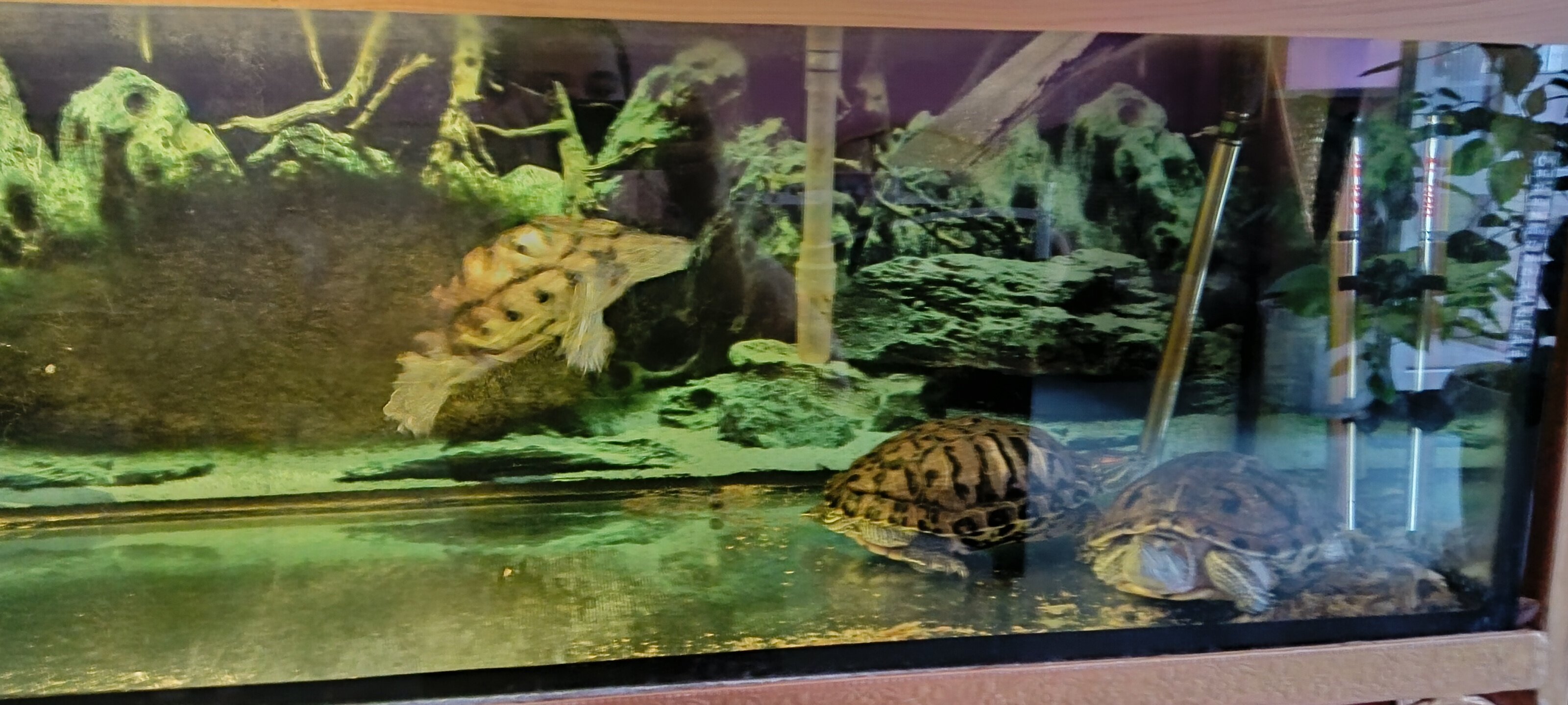 Фото Янтарная