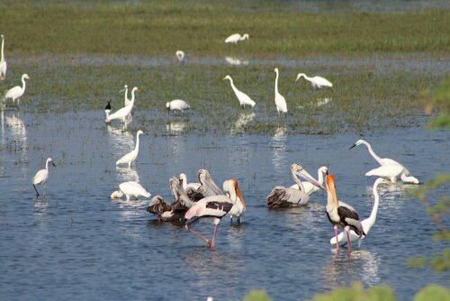 Гостиница Wadula Safari Yala