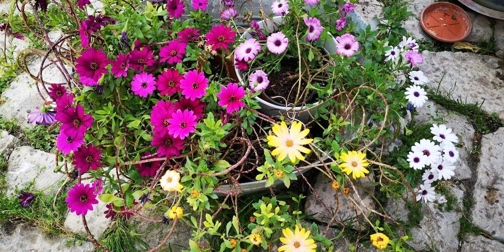 Фото B&b Il giardino dei sospiri