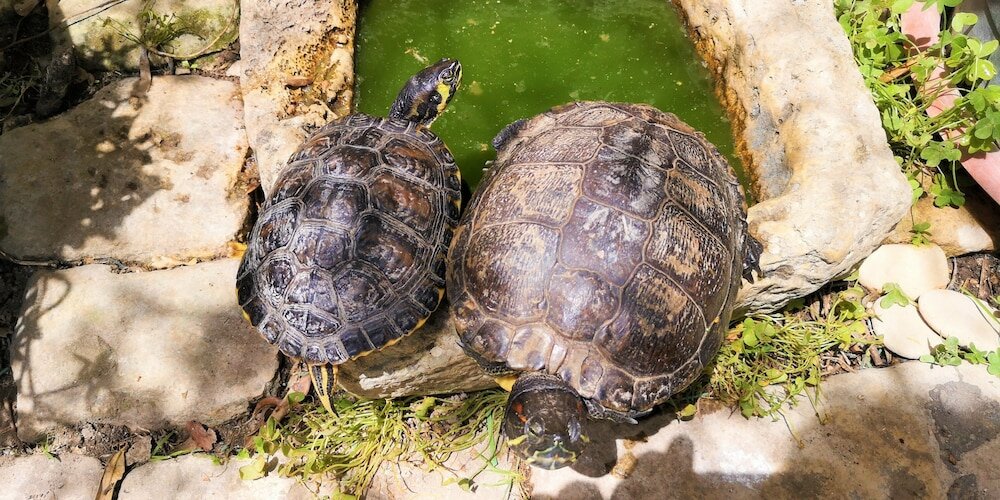 Фото B&b Il giardino dei sospiri