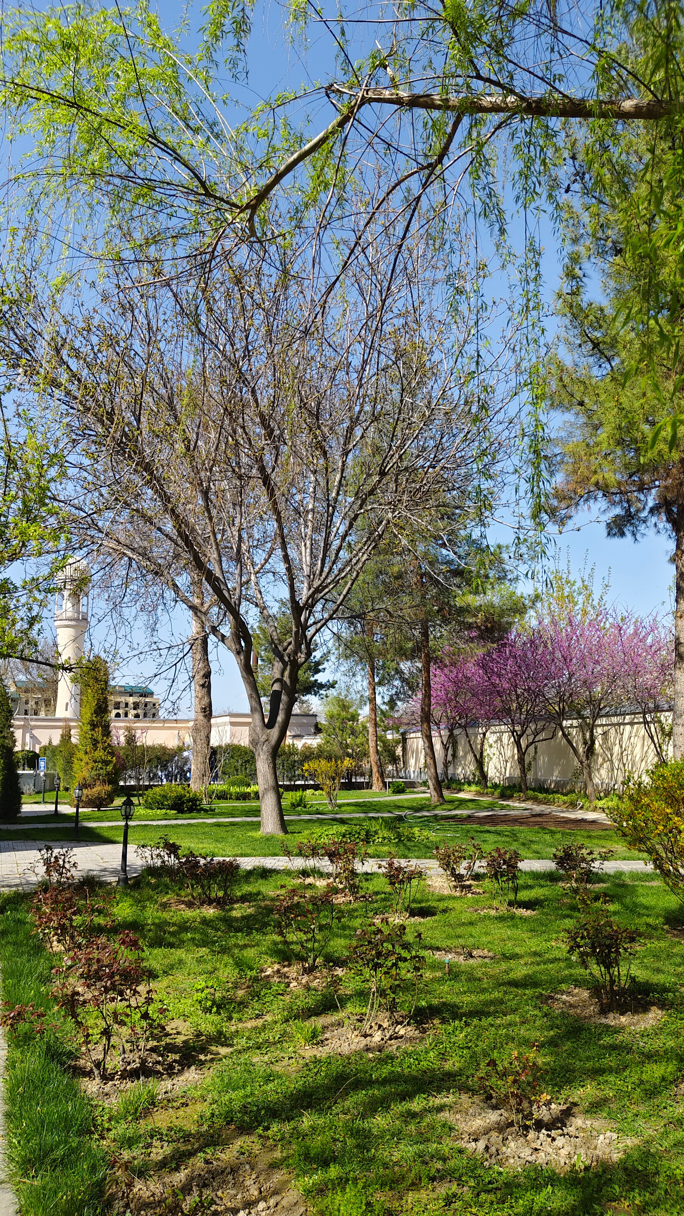 Фото Orient Star