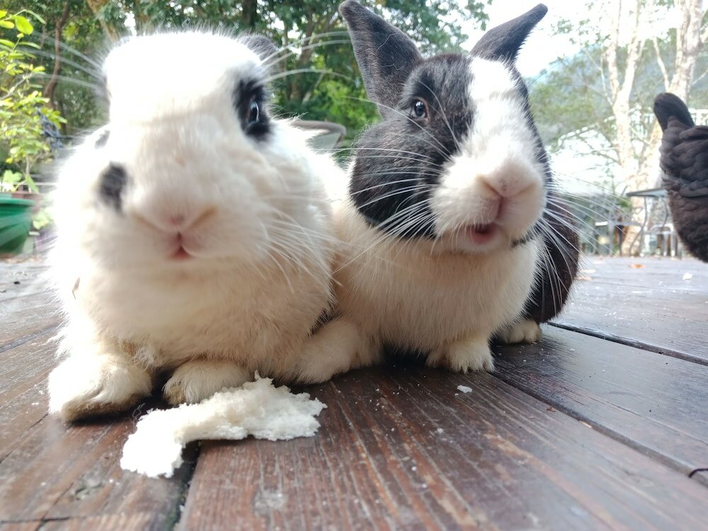 Фото Lily Village