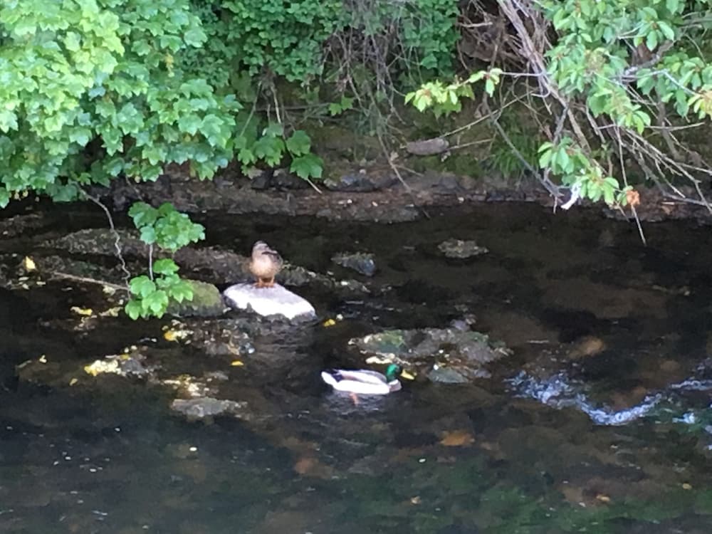 Фото Kevock Vale Park