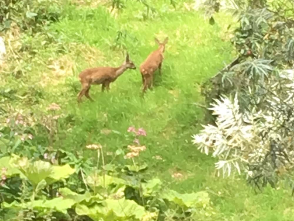 Фото Kevock Vale Park