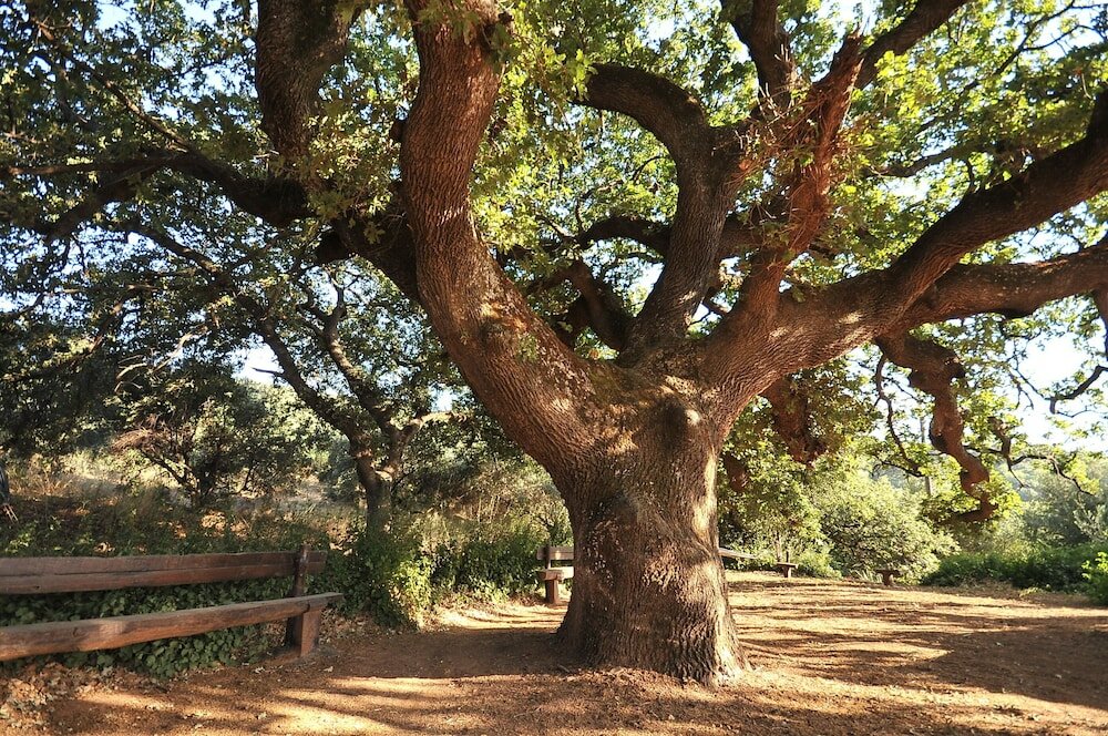 Фото Elia Traditional Hotel & SPA